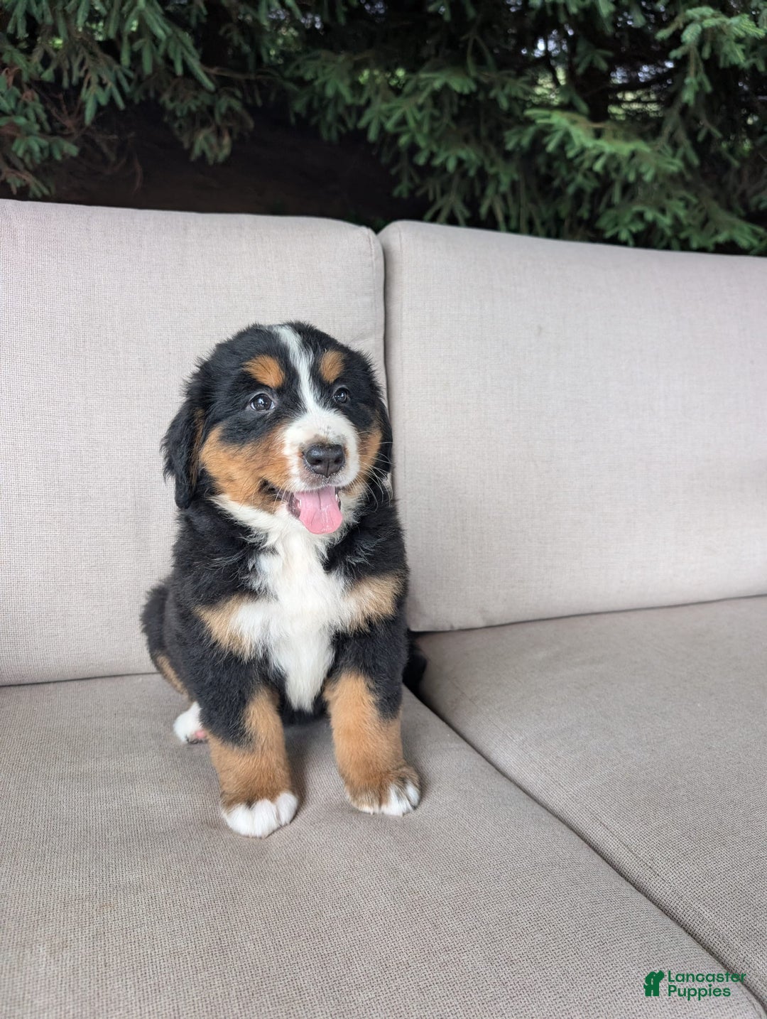 Bernese Mountain Dog dogs for sale: Bella - Image 3