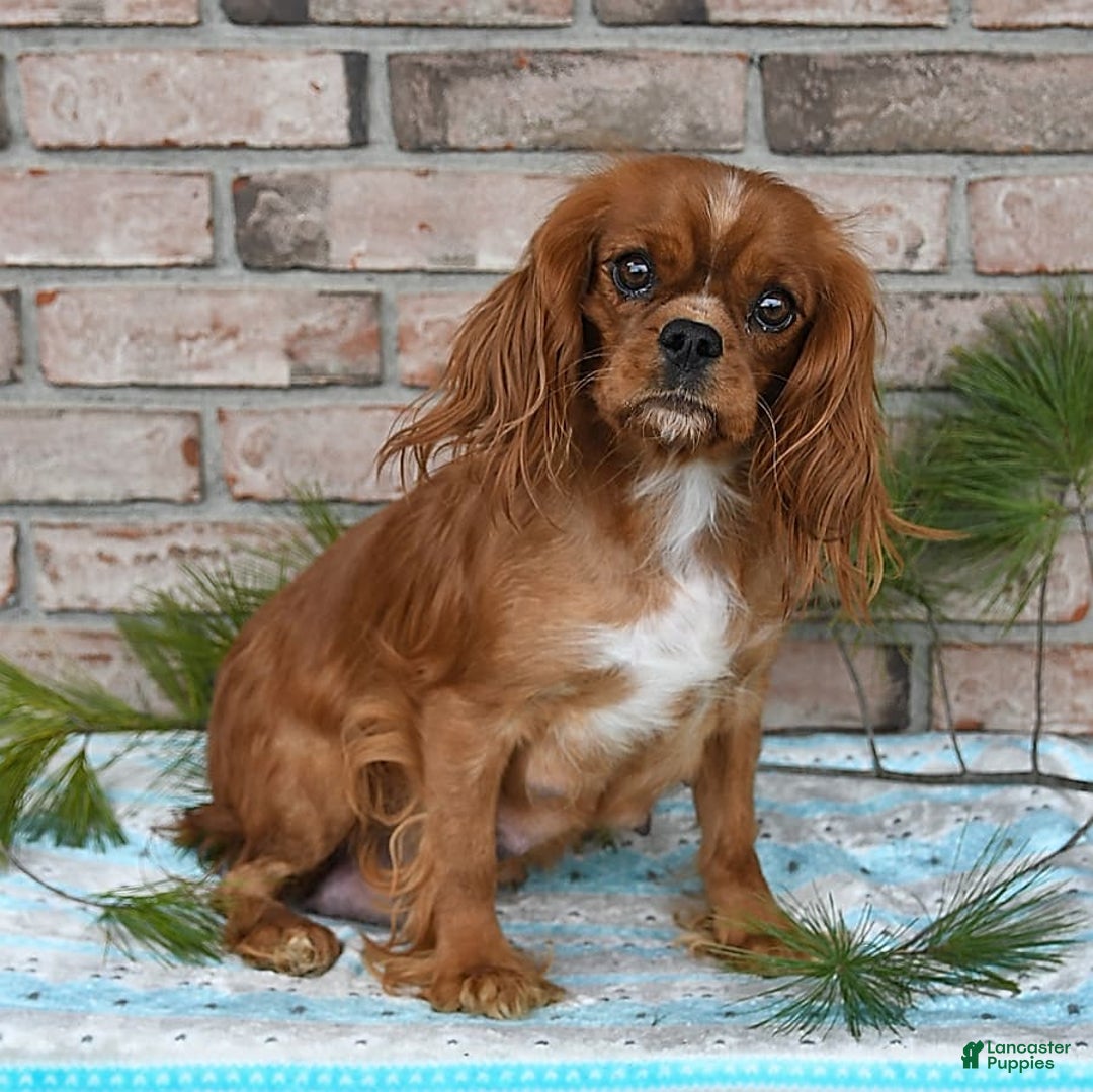 Cavalier King Charles Spaniel dogs for sale: Sparky - Image 16