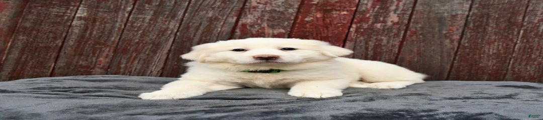 Lassie