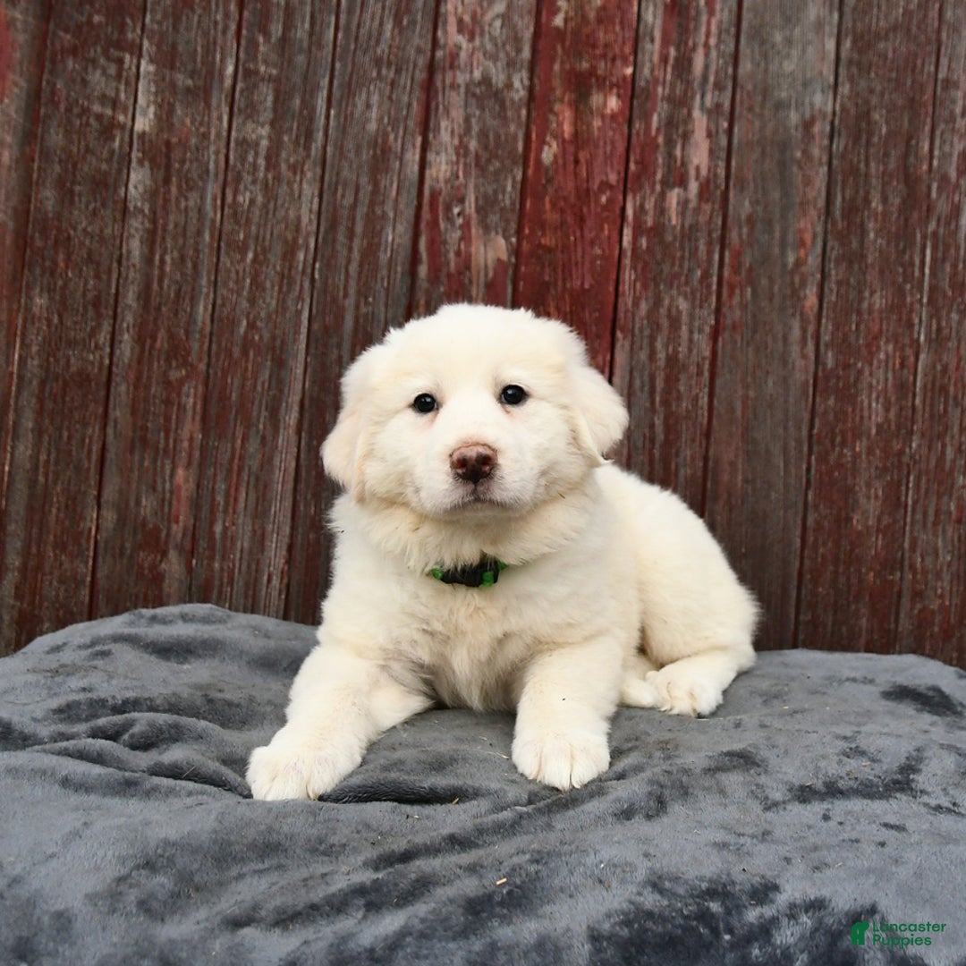 Great Pyrenees dogs for sale: Lassie - Image 2