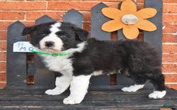 Border Collie dogs for sale: Candy - Image 2