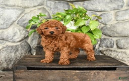 Cockapoo dogs for sale: Whisper - Image 1