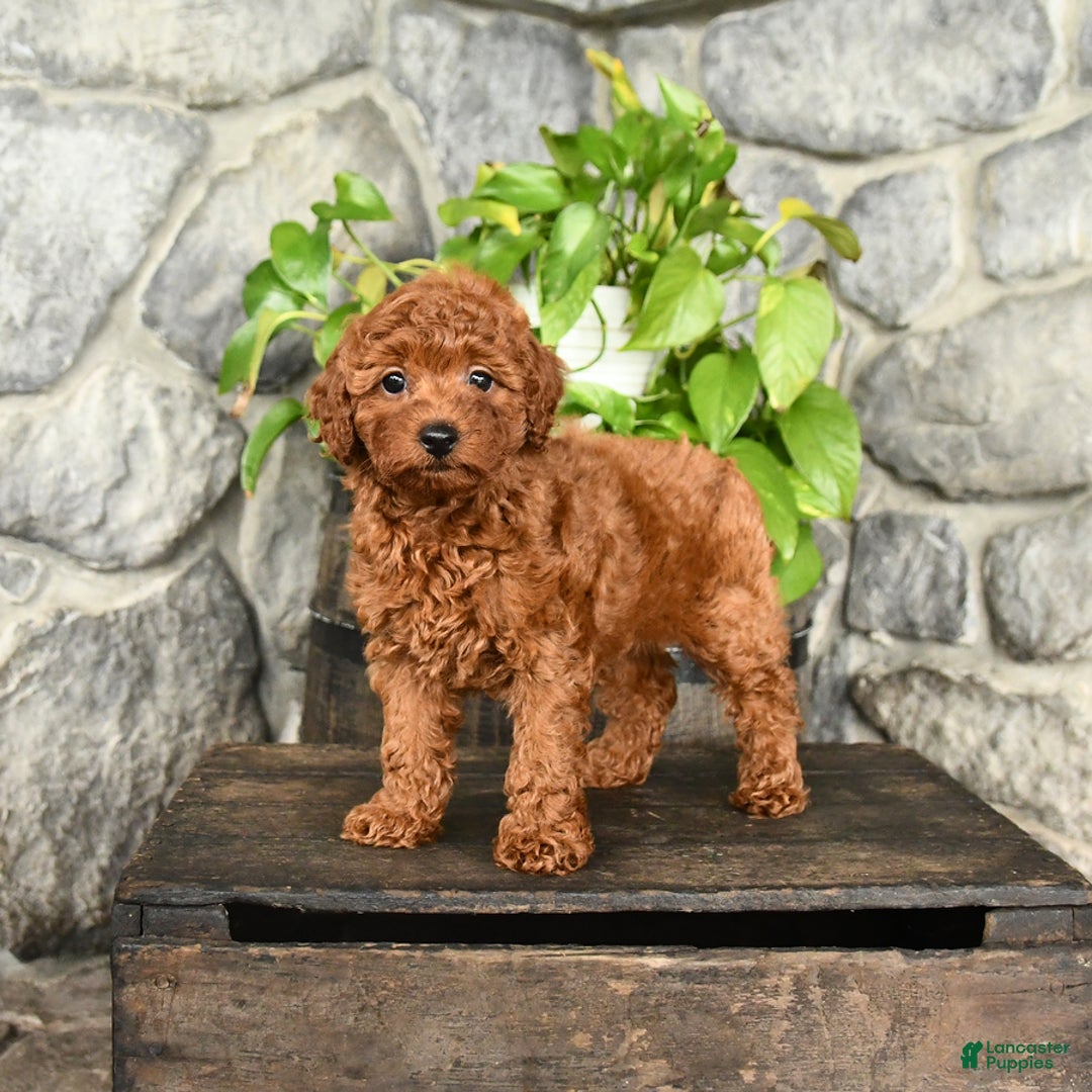 Cockapoo dogs for sale: Whisper - Image 1