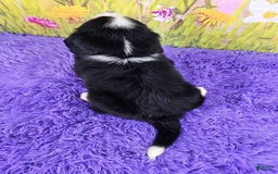 Miniature Bernese Mountain Dog dogs for sale: Abby - Image 3