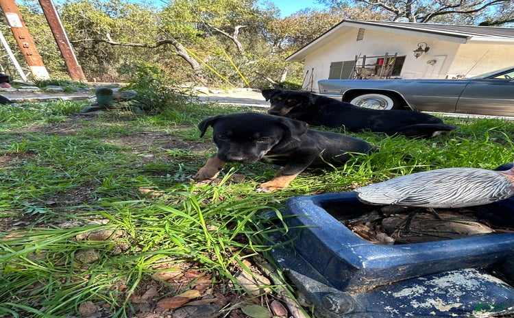 Great Dane dogs for sale - Ad 2