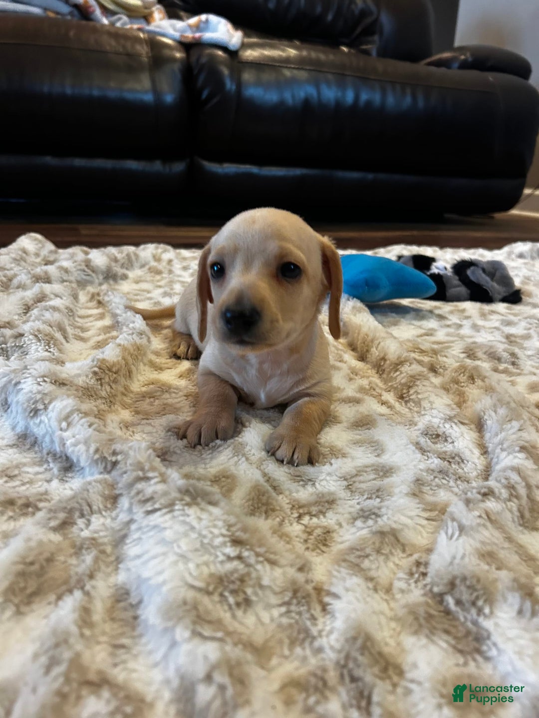 Miniature Dachshund dogs for sale: Akc Jake - Image 8