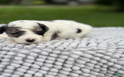 Maltipoo dogs for sale: Maribel - Listing for pets: Avery, Maribel, Isabella, Hudson, Huxley - Image 1