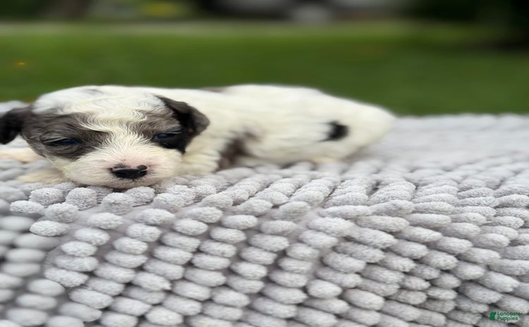 Maltipoo dogs - Advert 9