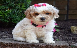 Bichpoo dogs for sale: Paisley - Image 8