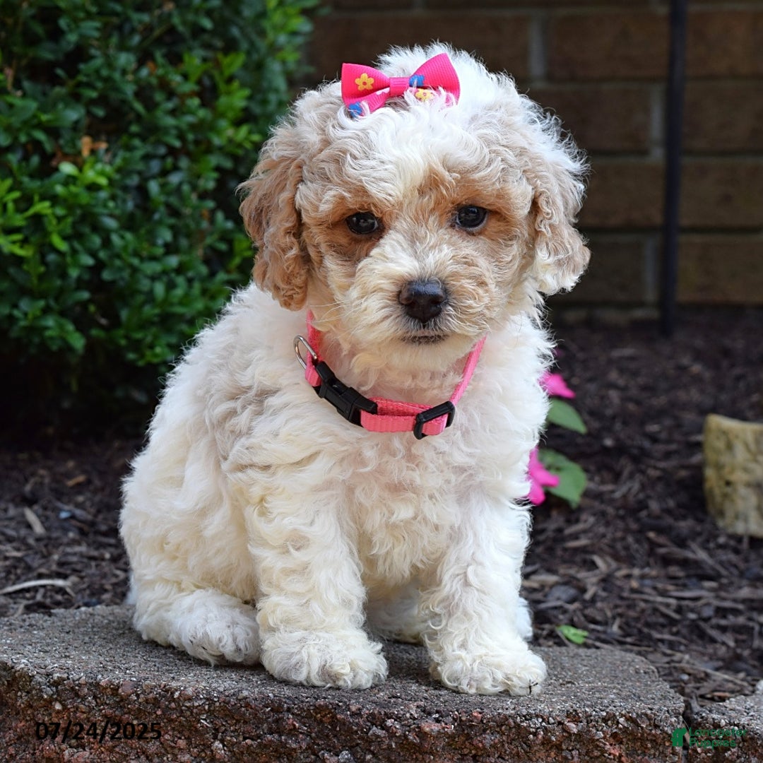 Bichpoo dogs for sale: Paisley - Image 8