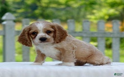 Cocker Spaniel dogs for sale: Tanner - Image 8