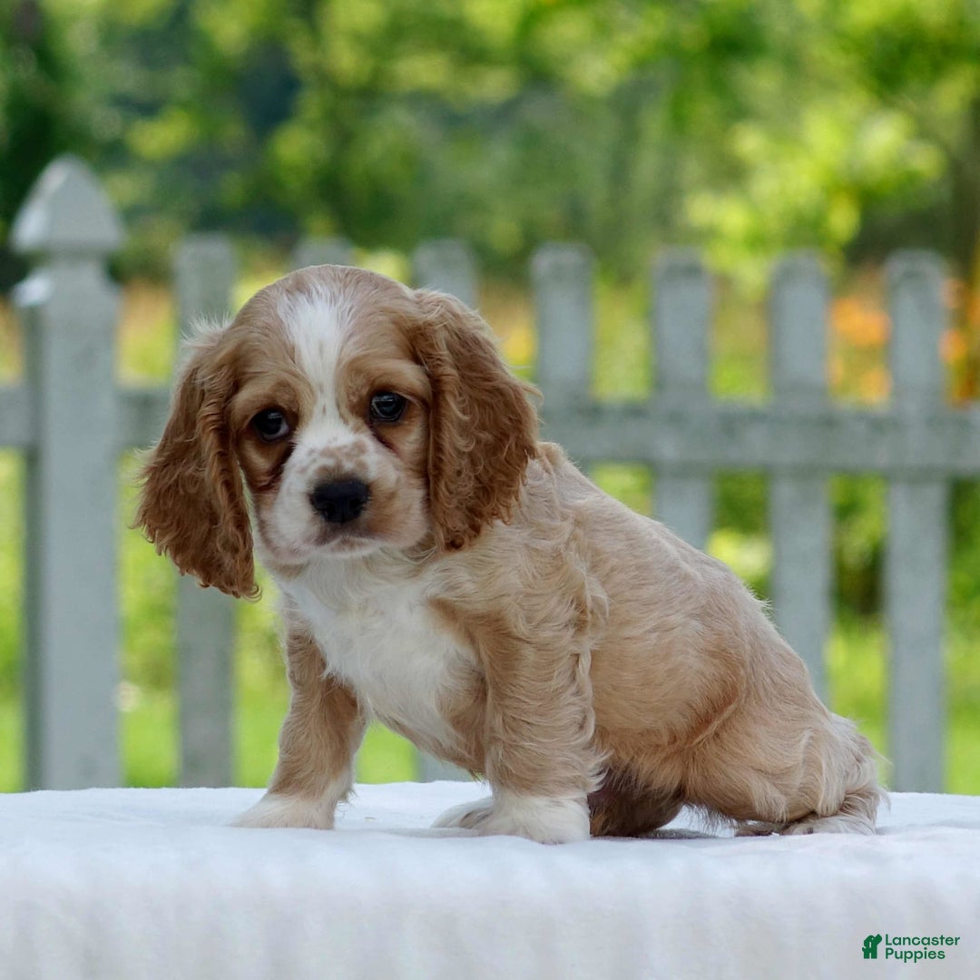 Cocker Spaniel dogs for sale: Tanner - Image 8