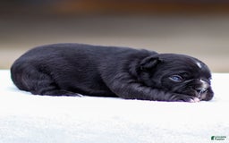 Frenchton dogs for sale: Bailey - Image 4
