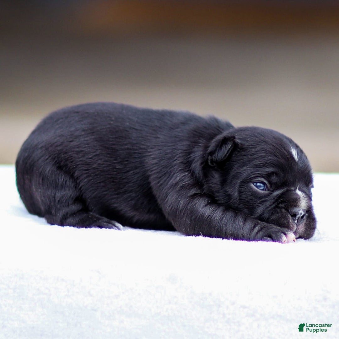 Frenchton dogs for sale: Bailey - Image 4