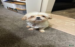 Shih Tzu dogs for sale: Bubbles - Image 7