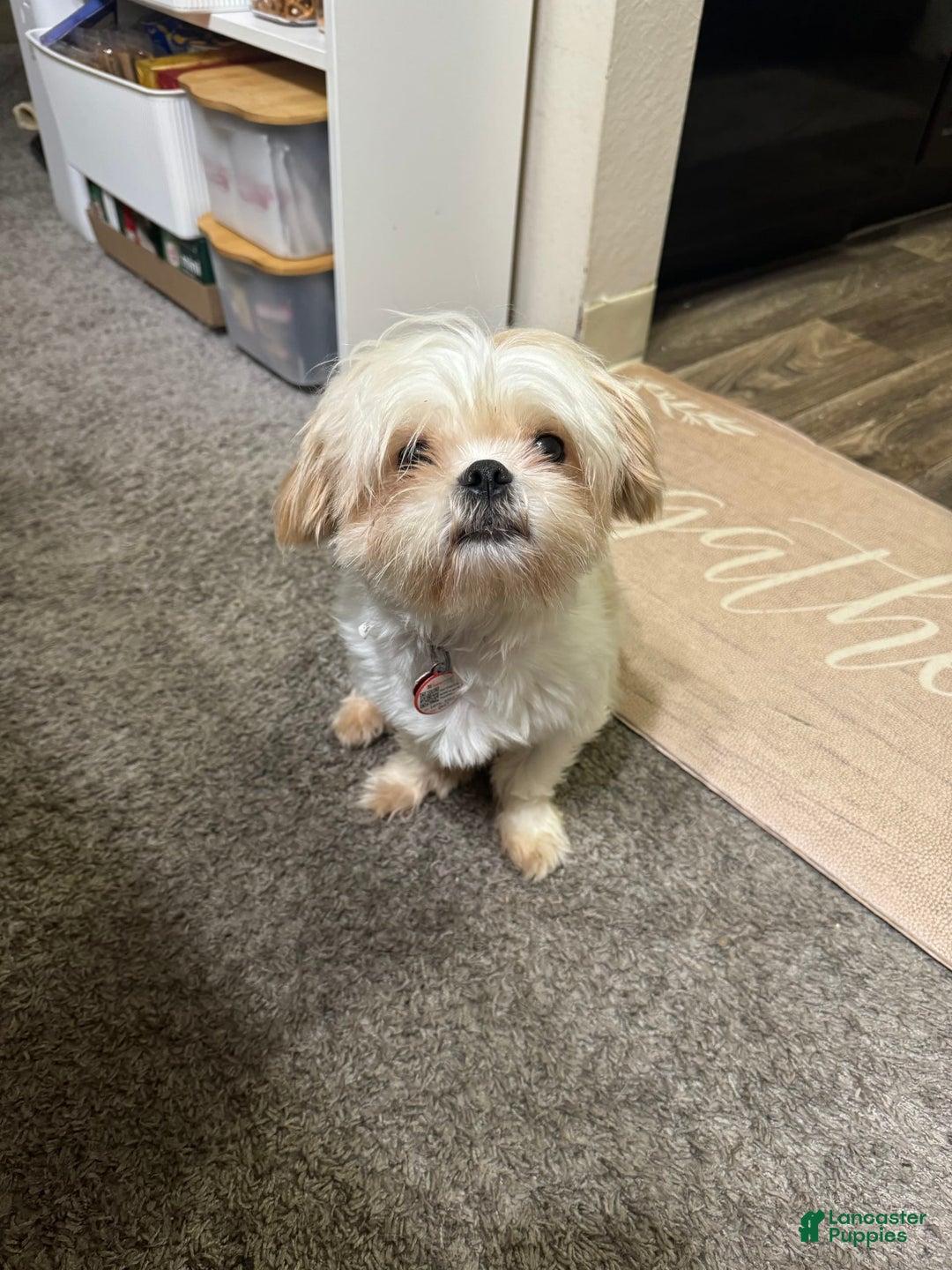 Shih Tzu dogs for sale: Bubbles - Image 7