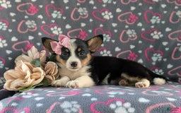 Welsh Corgi Pembroke dogs for sale: Kahlia - Image 5