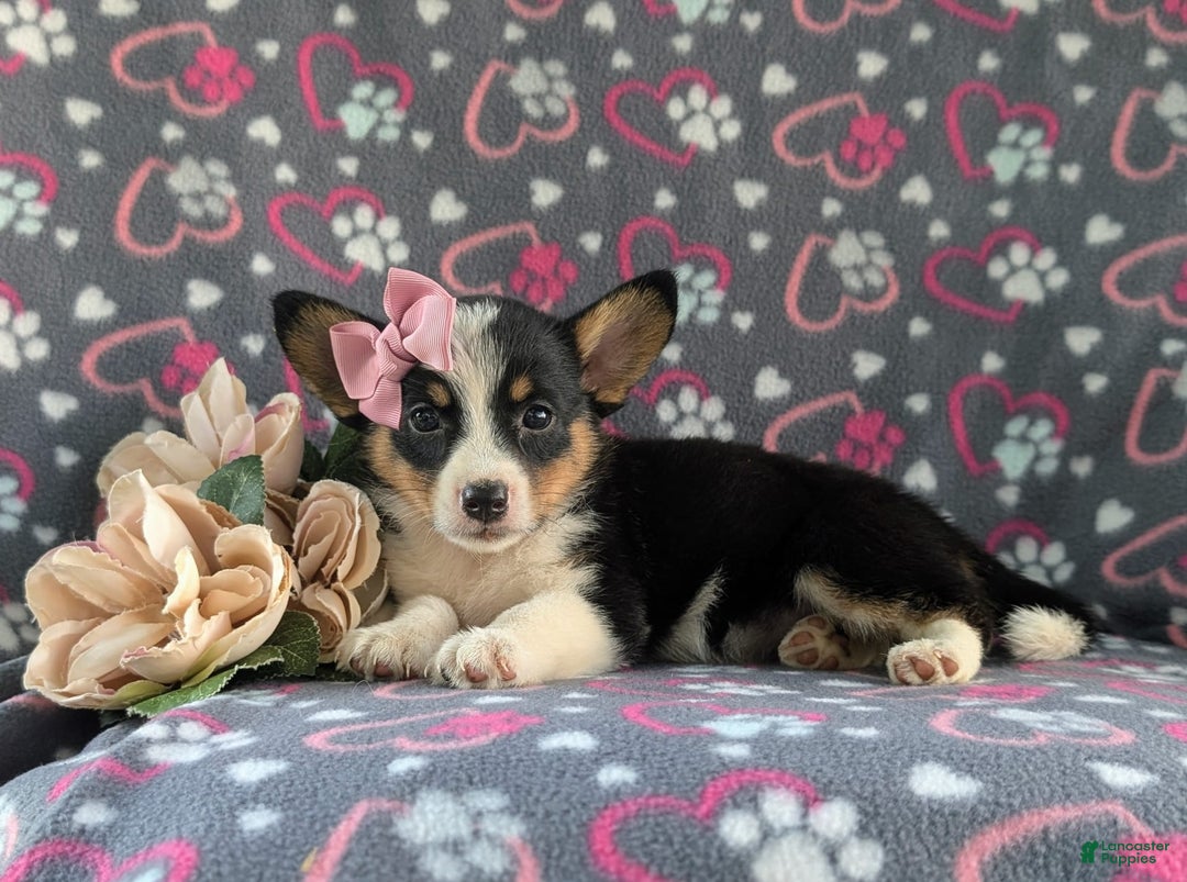 Welsh Corgi Pembroke dogs for sale: Kahlia - Image 5