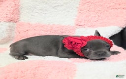 French Bulldog dogs for sale: Rosie - Image 4