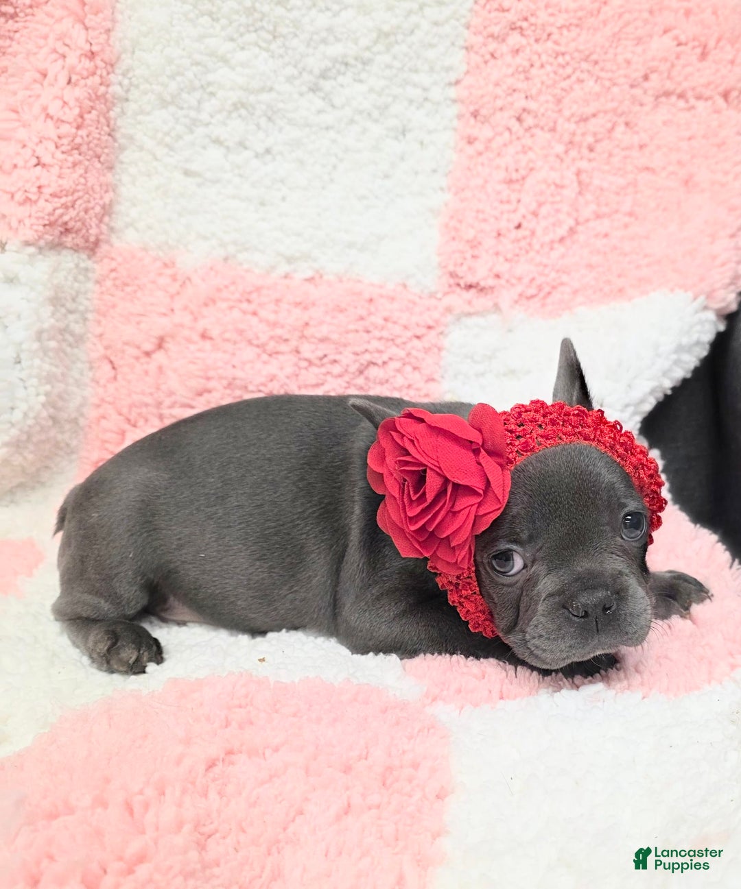 French Bulldog dogs for sale: Rosie - Image 4