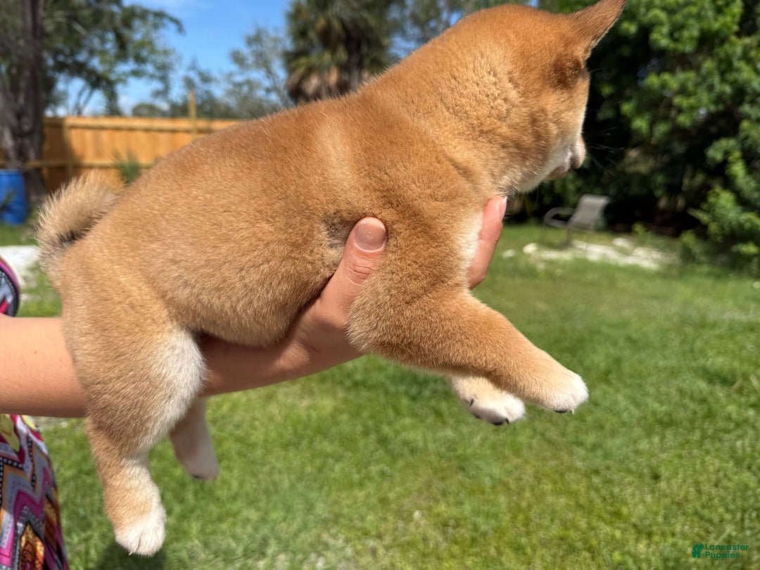 Shiba Inu dogs for sale: Koda - Image 6