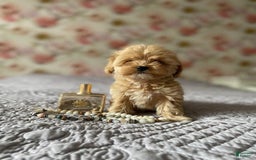 Maltipoo dogs for sale: Ray - Image 3