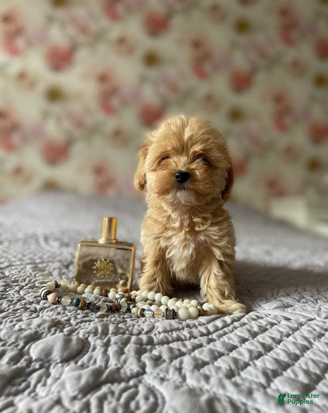 Maltipoo dogs for sale: Ray - Image 3