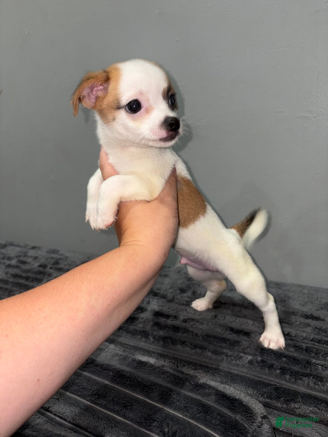 Chihuahua dogs for sale: Titus - Image 4