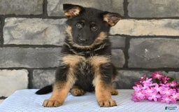 German Shepherd dogs for sale: Beauty - Image 1