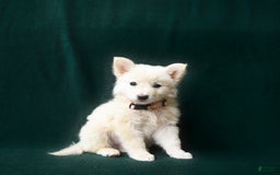 American Eskimo dogs for sale: Stella - Image 1