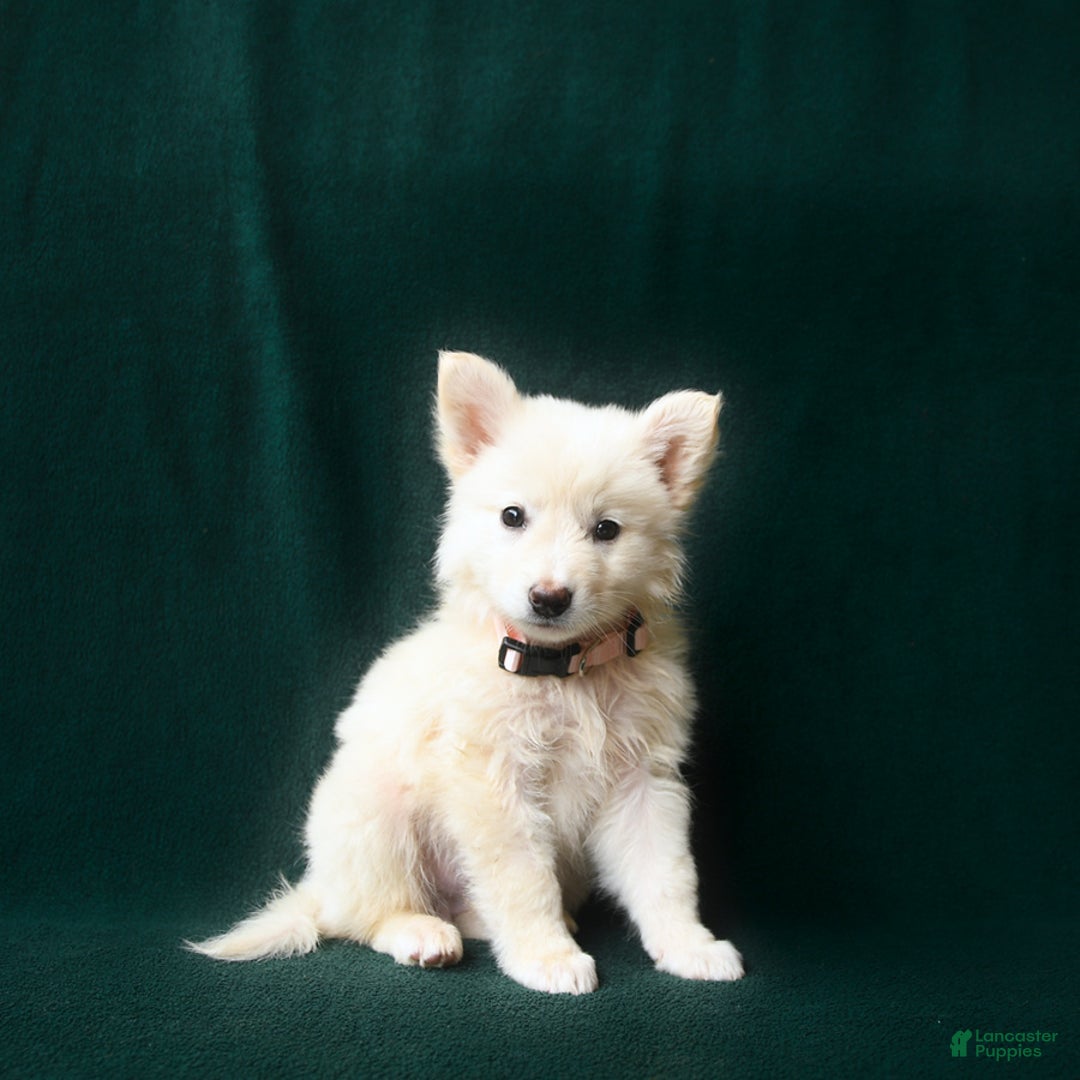 American Eskimo dogs for sale: Stella - Image 1