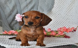 Miniature Dachshund dogs for sale: Miniature Dachshund 6 puppies - Image 2