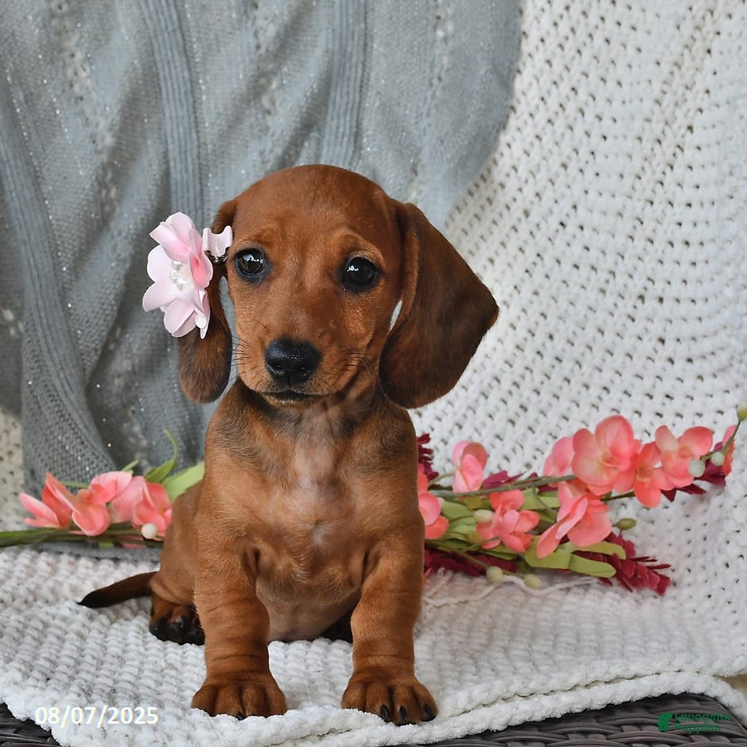 Miniature Dachshund dogs for sale: Miniature Dachshund 6 puppies - Image 2