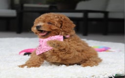 Miniature Poodle dogs for sale: Natasha - Image 13