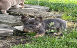 French Bulldog dogs for sale: Blue - Image 2