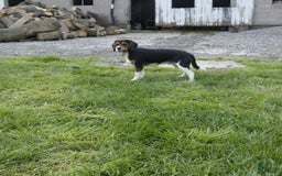 Beaglier dogs for sale: Eugene - Image 2
