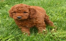 Mini Goldendoodle dogs for sale: Nala - Image 12