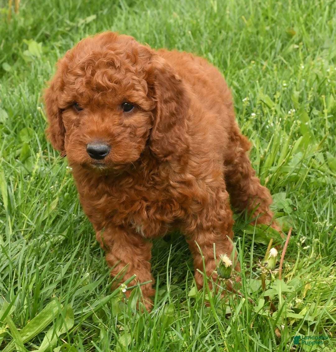 Mini Goldendoodle dogs for sale: Nala - Image 12