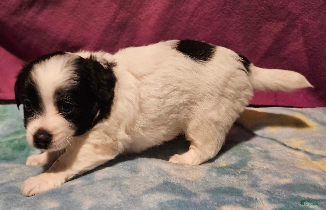 Chihuahua dogs for sale: Oscar - Image 3