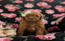 Miniature Poodle dogs for sale: Miniature Poodle 4 puppies - Image 13