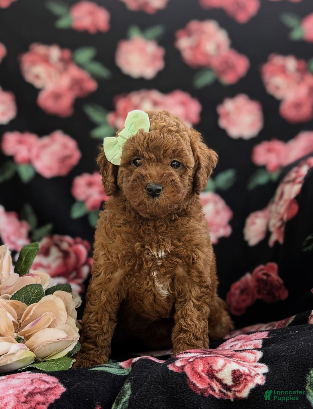 Miniature Poodle dogs for sale: Miniature Poodle 4 puppies - Image 13