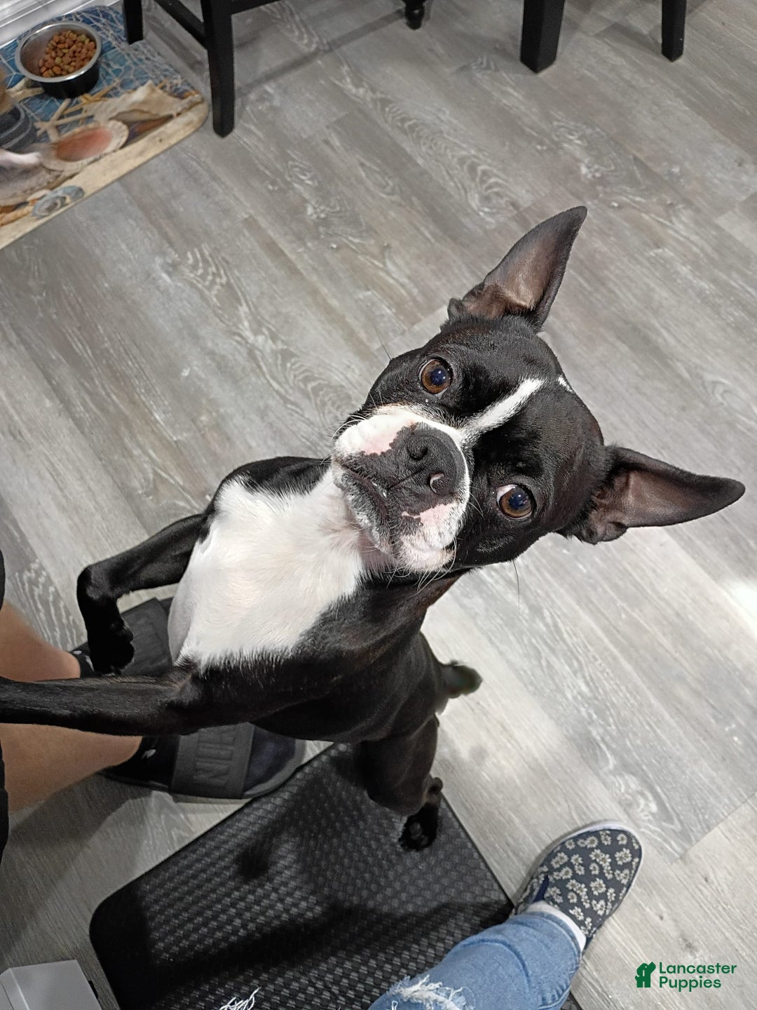 Boston Terrier dogs for sale: Jewels - Image 5