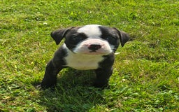 American Bulldog dogs for sale: Matilda - Image 17