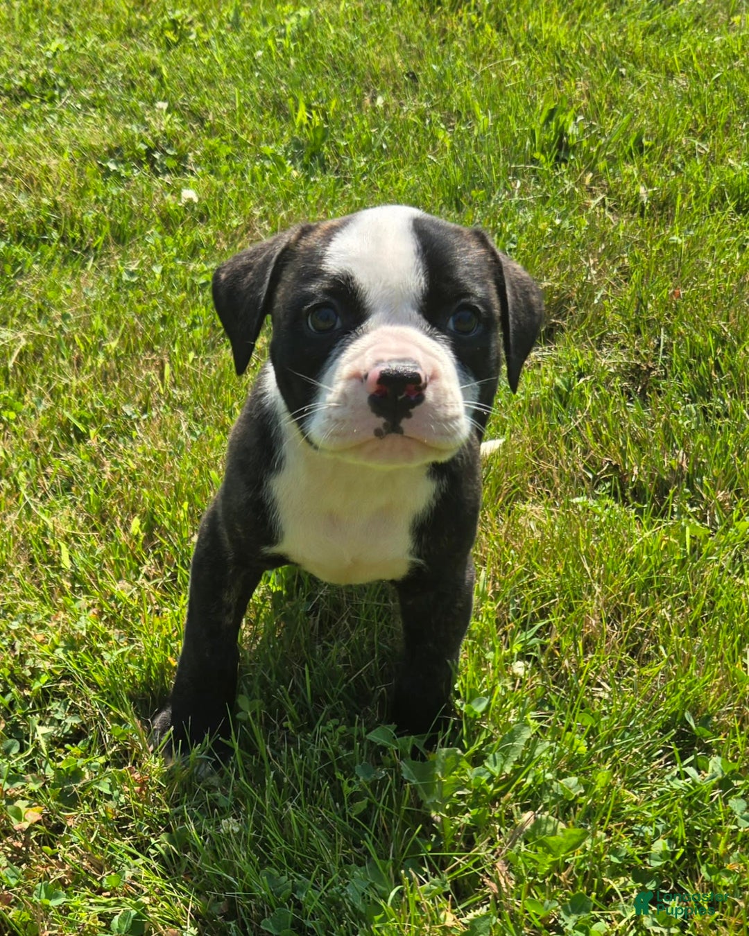American Bulldog dogs for sale: Matilda - Image 17