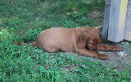 Irish Setter dogs for sale: felix - Image 3