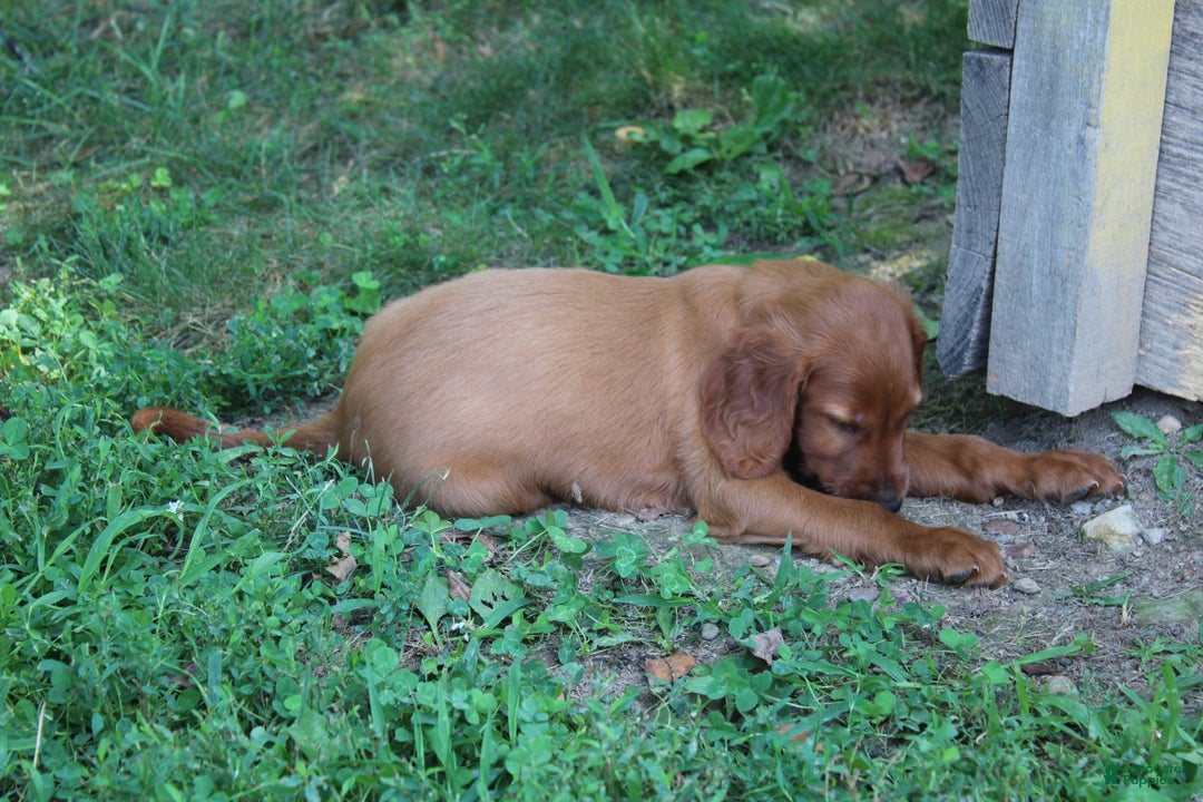 Irish Setter dogs for sale: felix - Image 3