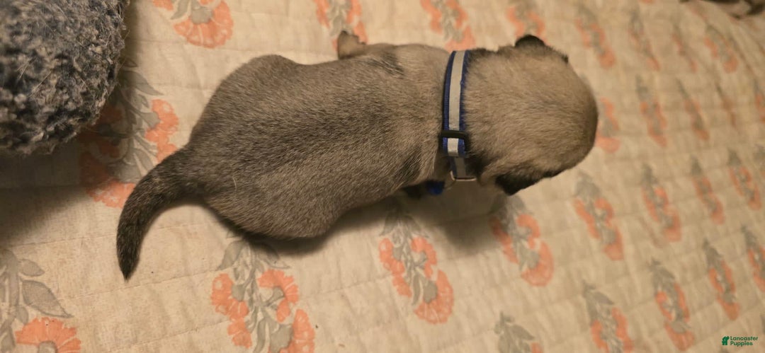 Pug dogs for sale: Dwight - Image 19