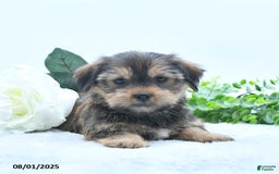 Shorkie dogs for sale: Lydell - Image 4