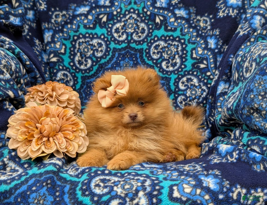 Pomeranian dogs for sale: Pomeranian 5 puppies - Image 5