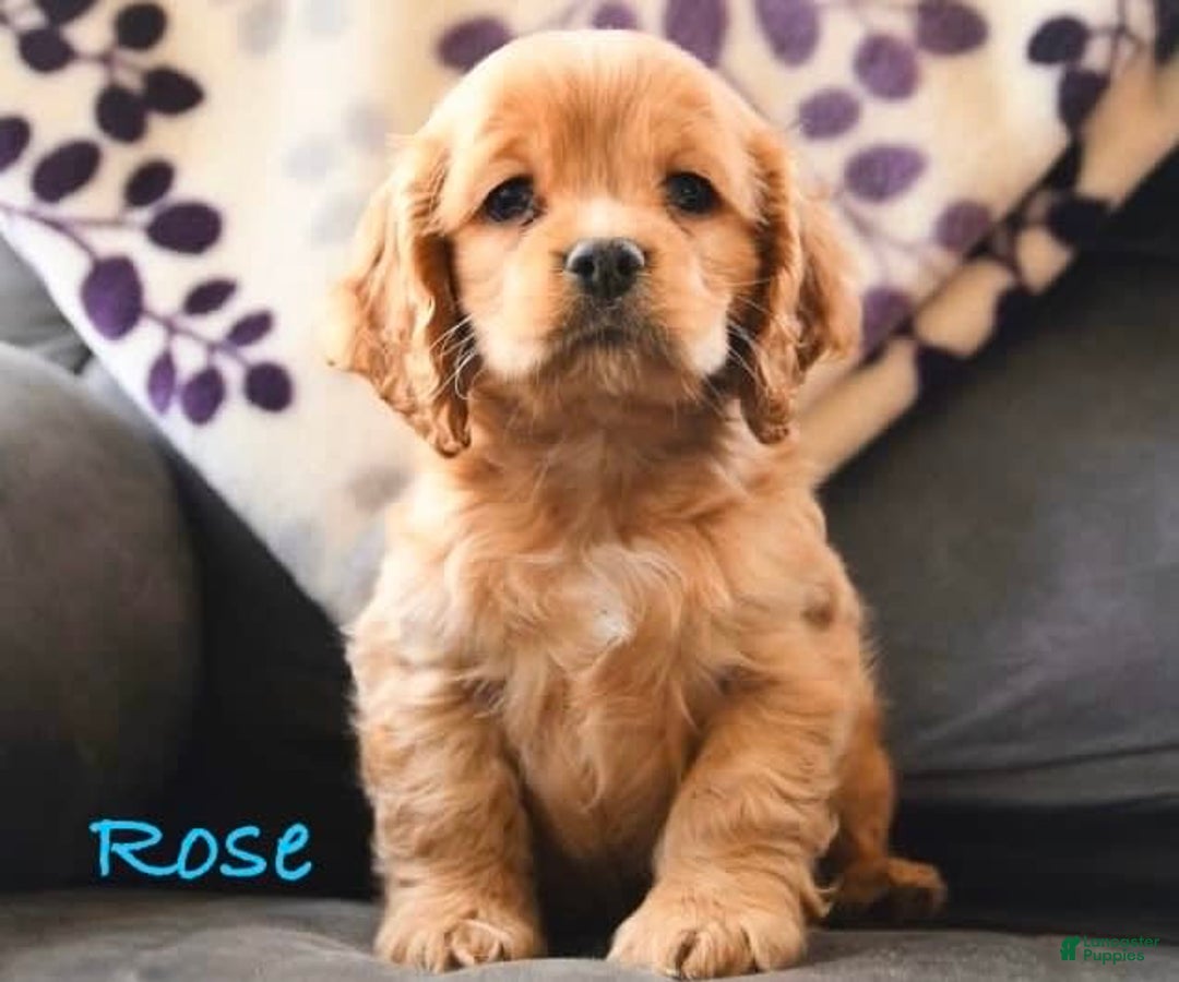 Cockapoo dogs for sale: Male Two - Image 4